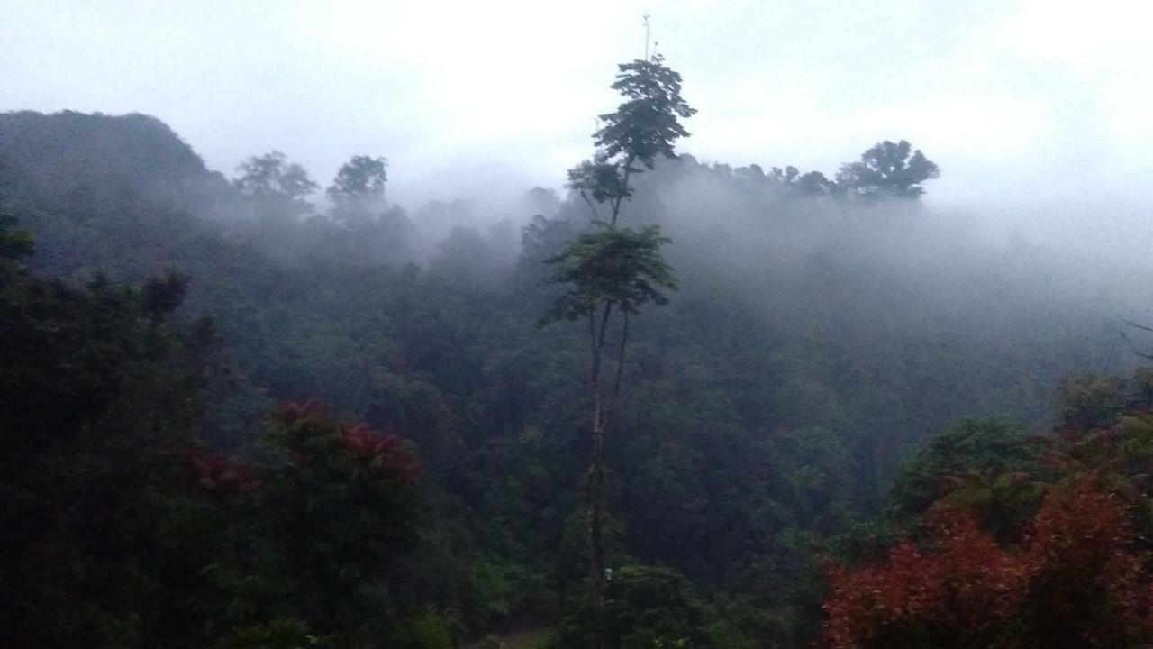 Green Forest Tangkahan Exterior photo