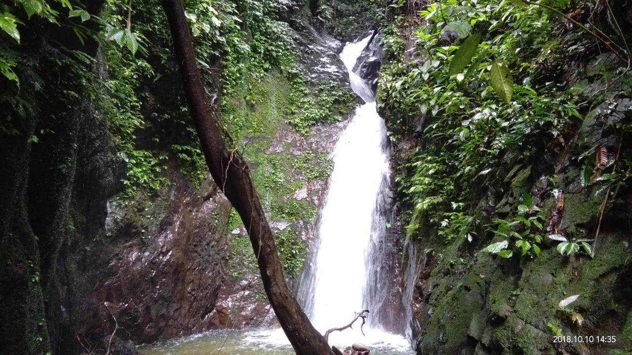 Green Forest Tangkahan Exterior photo